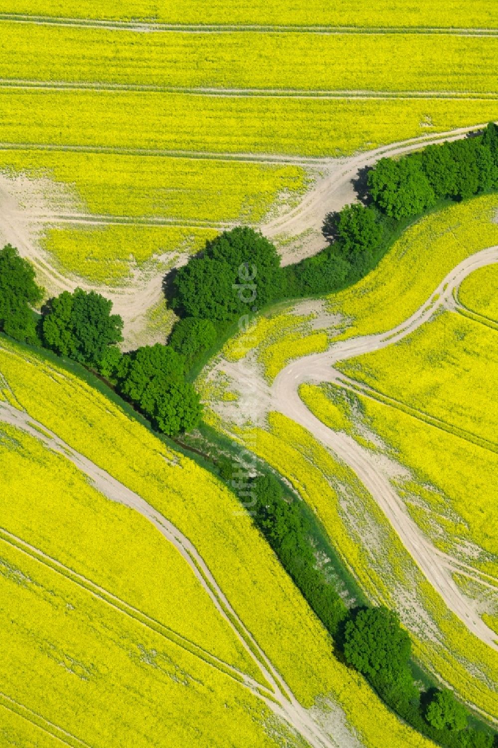 Zarpen von oben - Feld- Landschaft gelb blühender Raps- Blüten in Zarpen im Bundesland Schleswig-Holstein, Deutschland