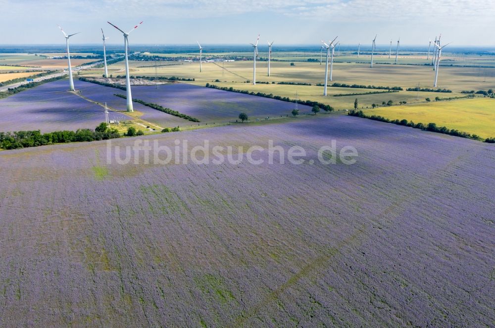 Wörlitz von oben - Feld- Landschaft lila violett blühender Zwischenfrucht- Blüten in Wörlitz im Bundesland Sachsen-Anhalt, Deutschland