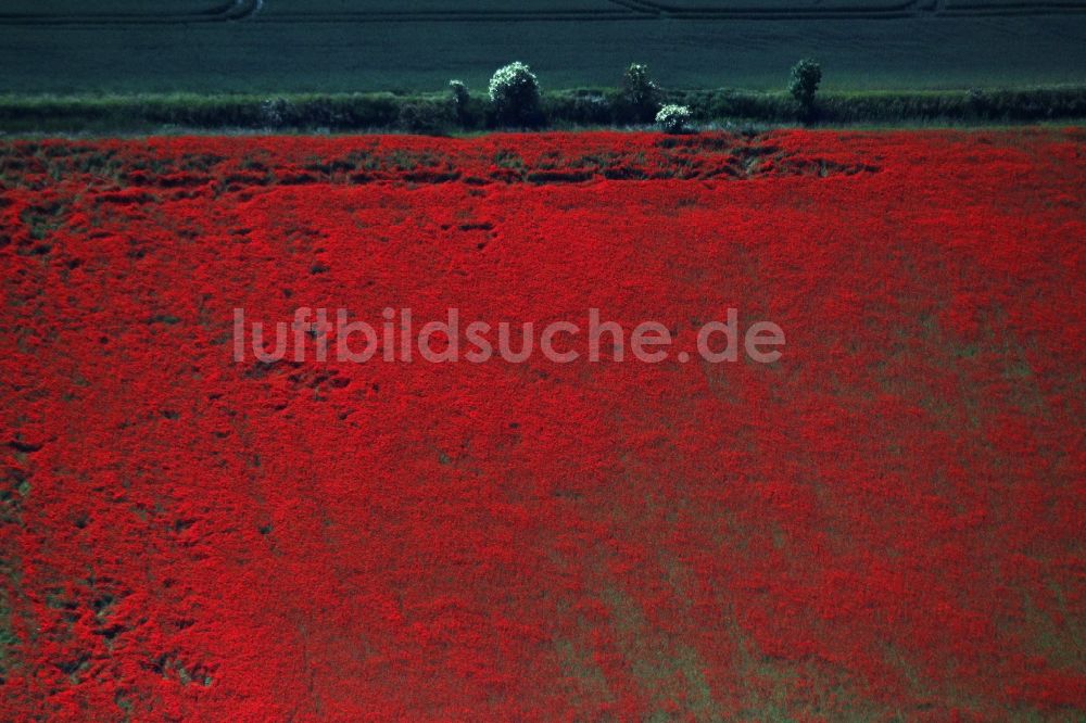 Luftaufnahme Brieselang - Feld- Landschaft rot blühender Mohn- Blüten in Brieselang im Bundesland Brandenburg