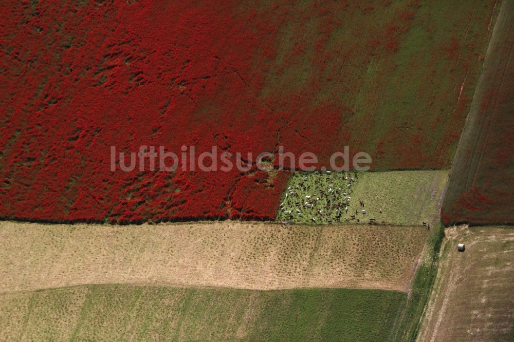 Brieselang aus der Vogelperspektive: Feld- Landschaft rot blühender Mohn- Blüten in Brieselang im Bundesland Brandenburg