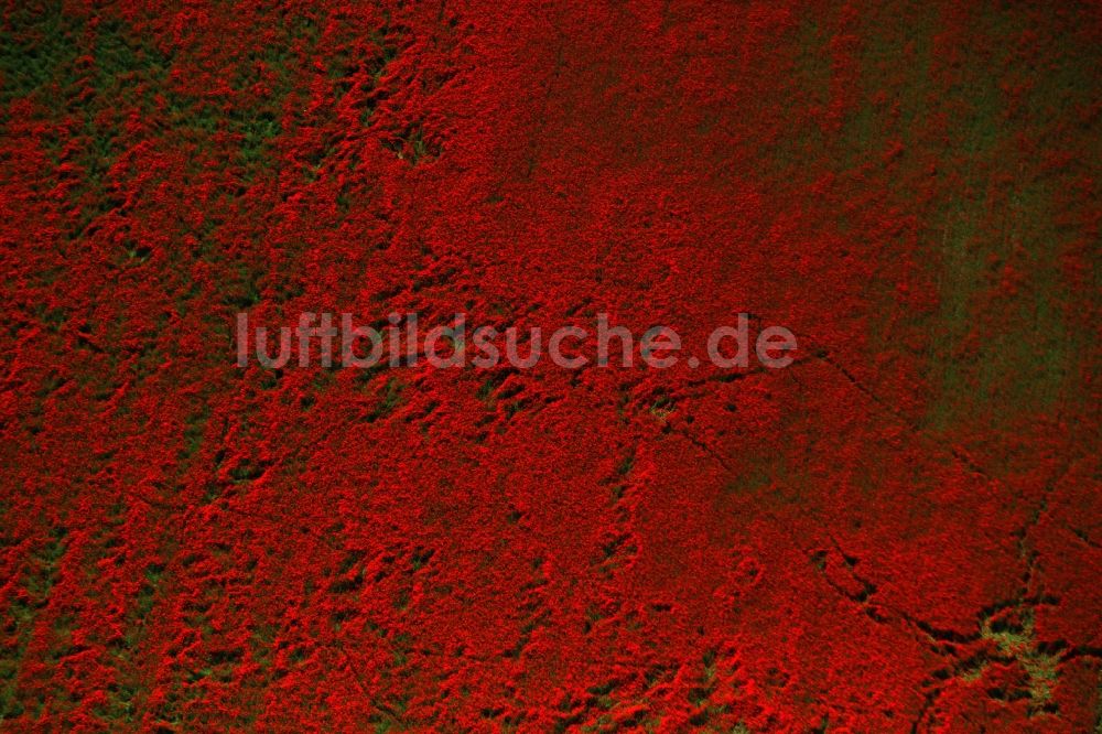 Luftaufnahme Brieselang - Feld- Landschaft rot blühender Mohn- Blüten in Brieselang im Bundesland Brandenburg