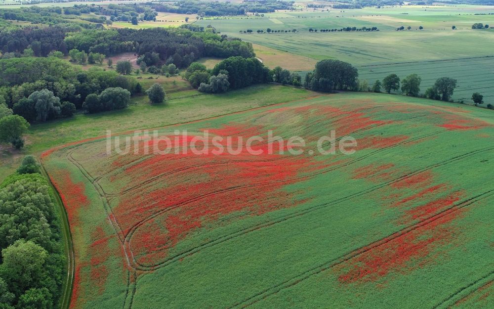 Luftaufnahme Mallnow - Feld- Landschaft rot blühender Mohn- Blüten in Mallnow im Bundesland Brandenburg, Deutschland