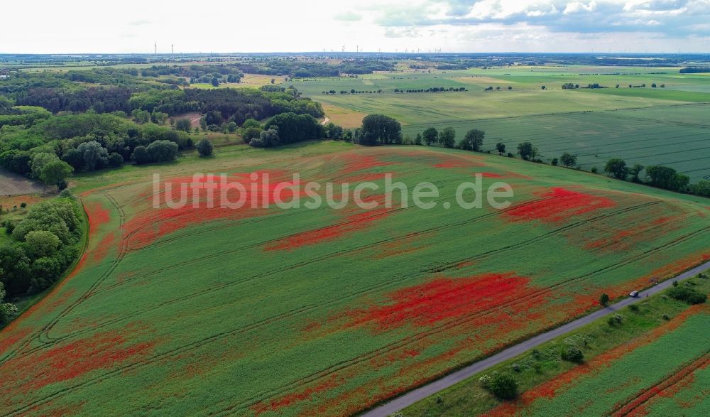 Mallnow von oben - Feld- Landschaft rot blühender Mohn- Blüten in Mallnow im Bundesland Brandenburg, Deutschland