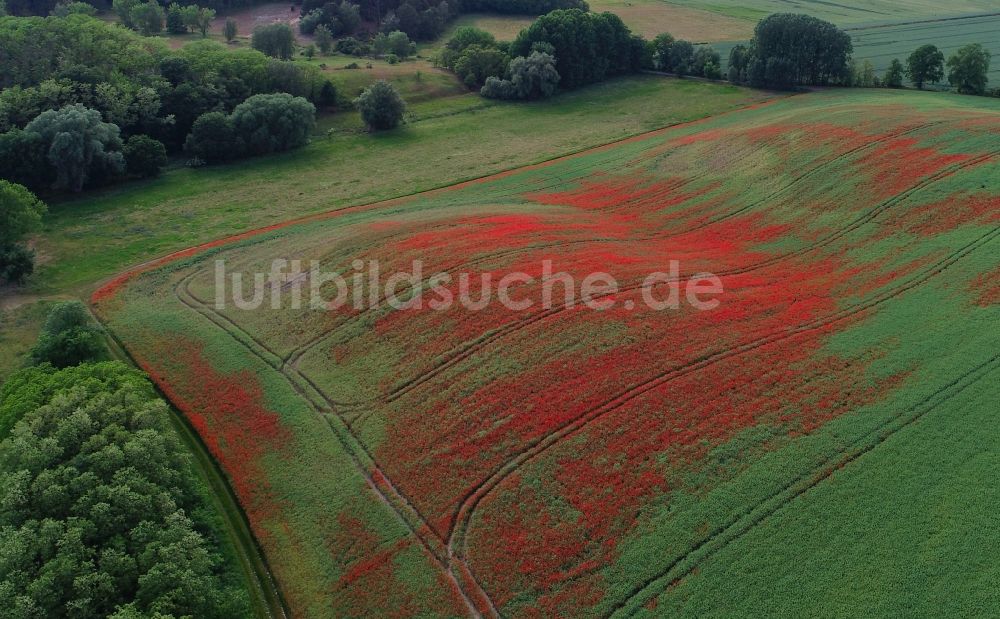 Luftbild Mallnow - Feld- Landschaft rot blühender Mohn- Blüten in Mallnow im Bundesland Brandenburg, Deutschland