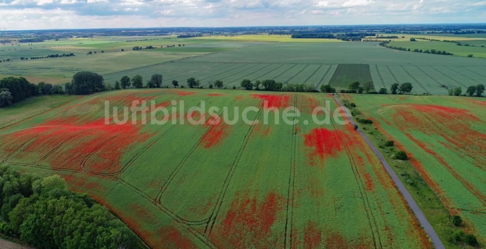 Mallnow von oben - Feld- Landschaft rot blühender Mohn- Blüten in Mallnow im Bundesland Brandenburg, Deutschland