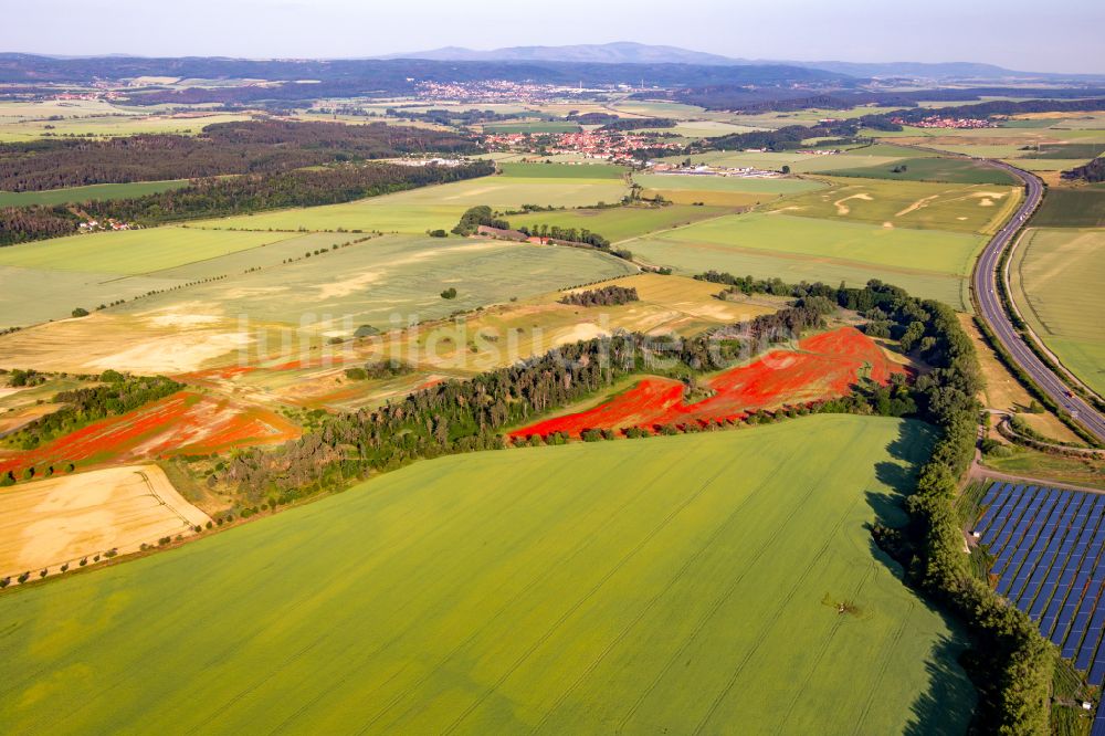 Westerhausen aus der Vogelperspektive: Feld- Landschaft rot blühender Mohn- Blüten in Westerhausen im Bundesland Sachsen-Anhalt, Deutschland