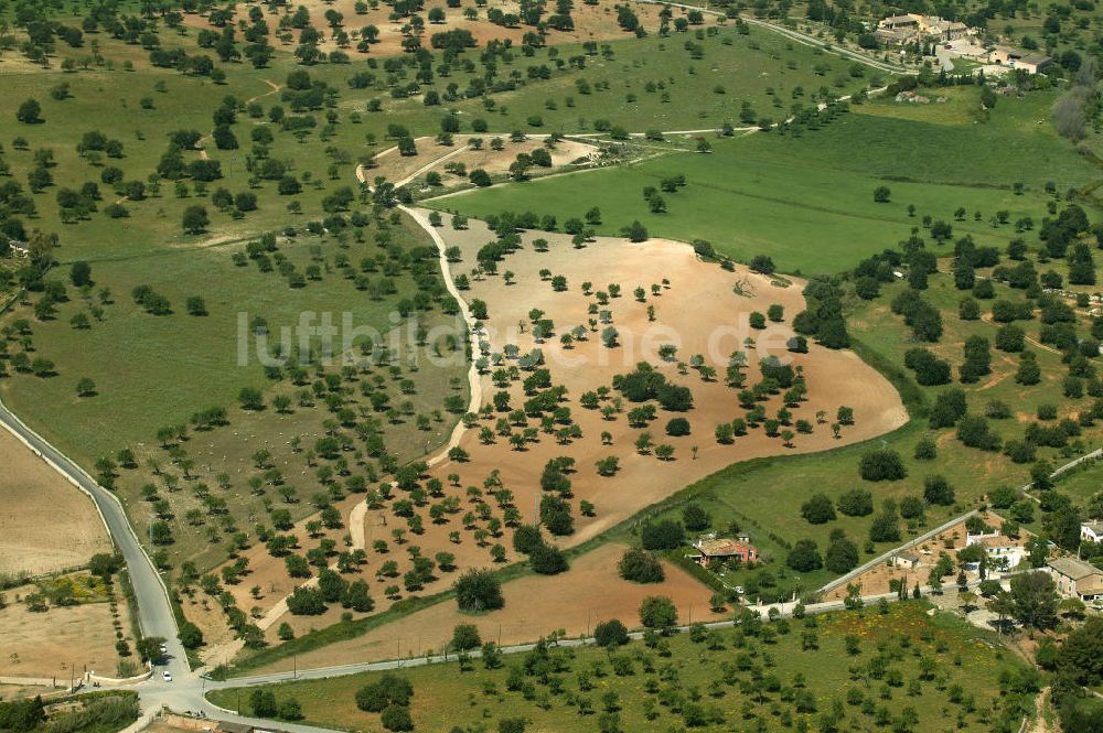 Palma von oben - Feld mit Olivenbäumen bei Palma auf Mallorca