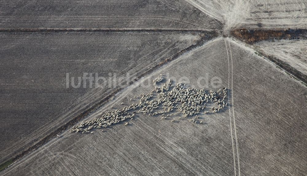 Manacor von oben - Feld - Strukturen einer Weide mit Schaf - Herde in Manacor in Mallorca auf der balearischen Mittelmeerinsel Mallorca, Spanien