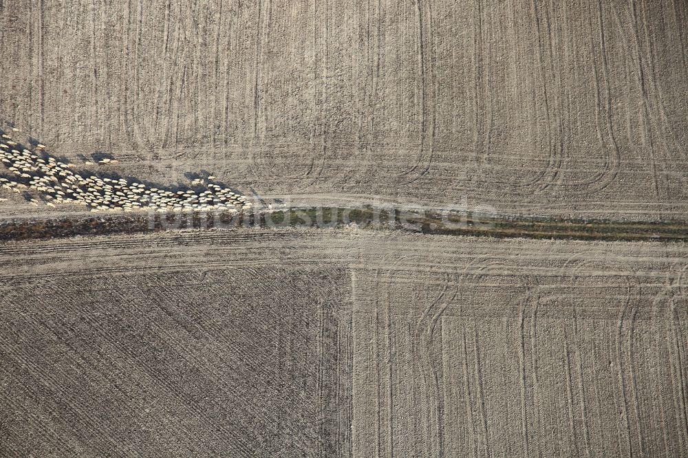 Luftbild Manacor - Feld - Strukturen einer Weide mit Schaf - Herde in Manacor in Mallorca auf der balearischen Mittelmeerinsel Mallorca, Spanien