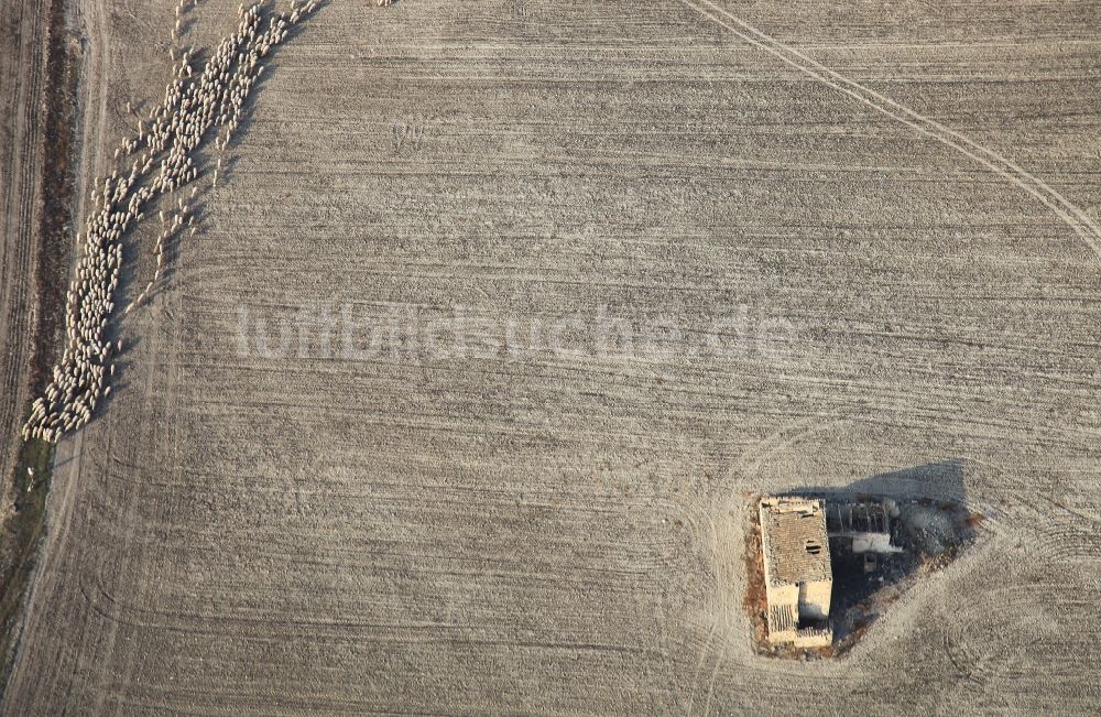 Luftaufnahme Manacor - Feld - Strukturen einer Weide mit Schaf - Herde in Manacor in Mallorca auf der balearischen Mittelmeerinsel Mallorca, Spanien