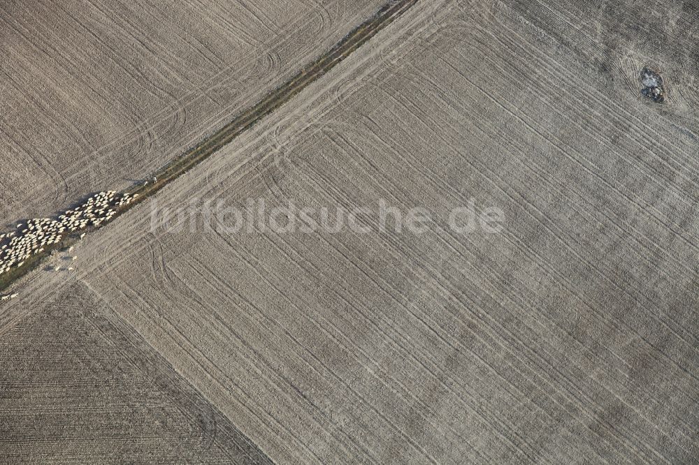 Luftbild Manacor - Feld - Strukturen einer Weide mit Schaf - Herde in Manacor in Mallorca auf der balearischen Mittelmeerinsel Mallorca, Spanien