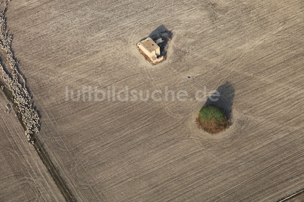 Luftaufnahme Manacor - Feld - Strukturen einer Weide mit Schaf - Herde in Manacor in Mallorca auf der balearischen Mittelmeerinsel Mallorca, Spanien