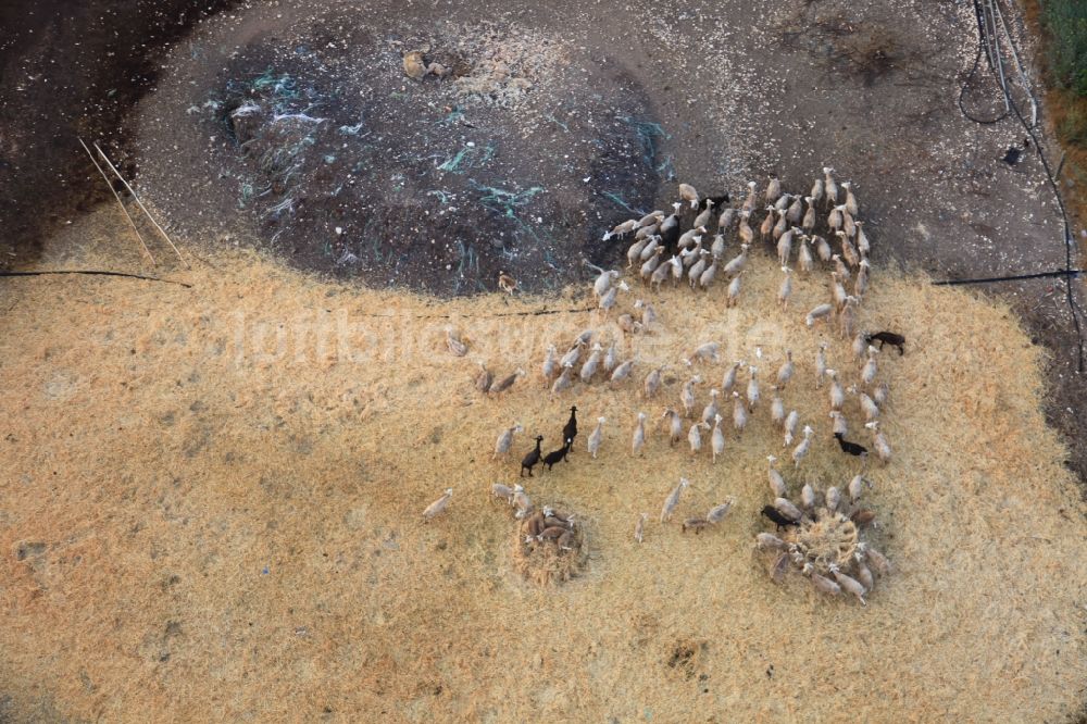 Manacor aus der Vogelperspektive: Feld - Strukturen einer Weide mit Schaf - Herde in Manacor in Mallorca auf der balearischen Mittelmeerinsel Mallorca, Spanien