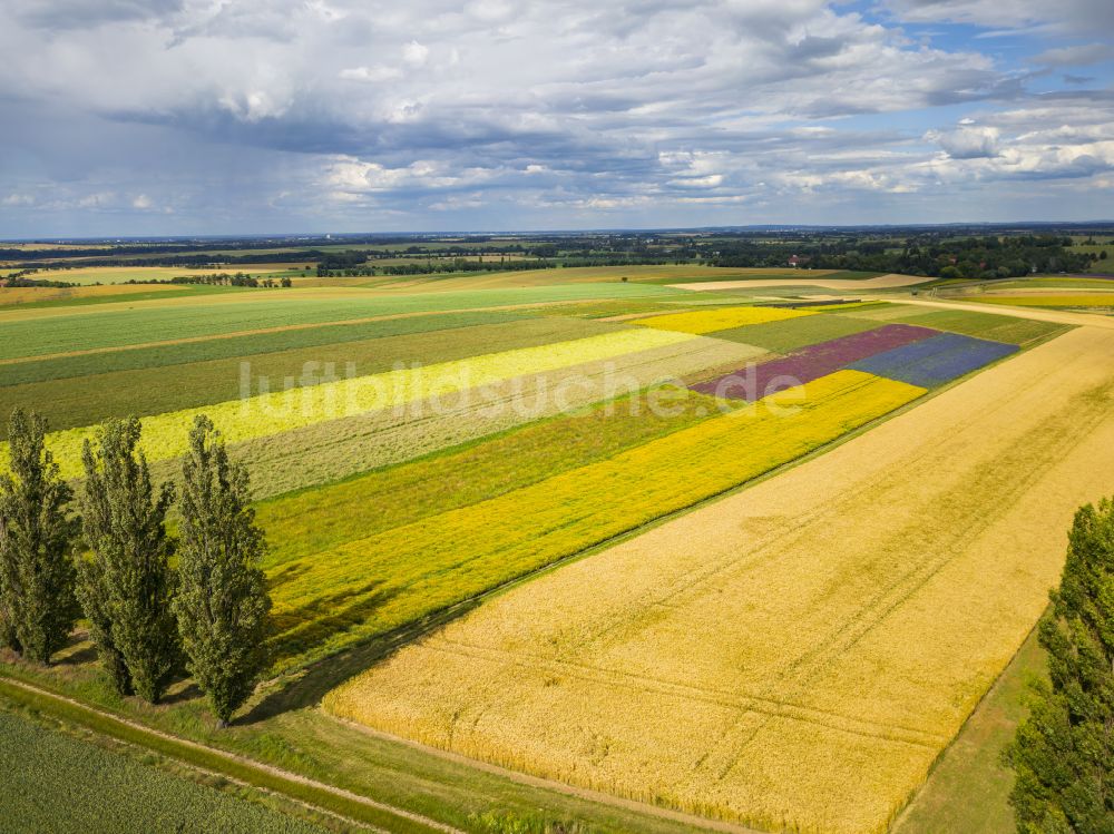 Lommatzsch von oben - Felder in Lommatzsch im Bundesland Sachsen, Deutschland