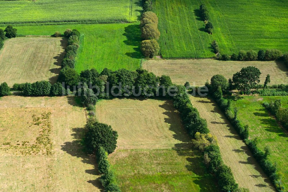 Daldorf von oben - Felder umsäumt von Baumreihen in Daldorf im Bundesland Schleswig-Holstein, Deutschland