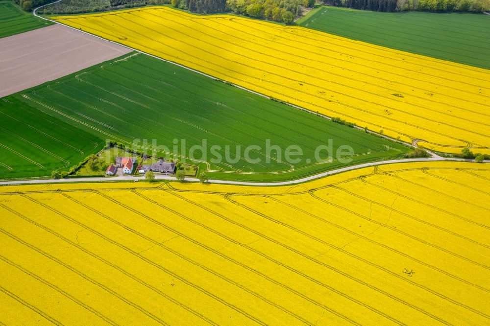 Luftaufnahme Bad Sassendorf - Feldlandschaft gelb blühender Rapsblüten in Bad Sassendorf im Bundesland Nordrhein-Westfalen, Deutschland