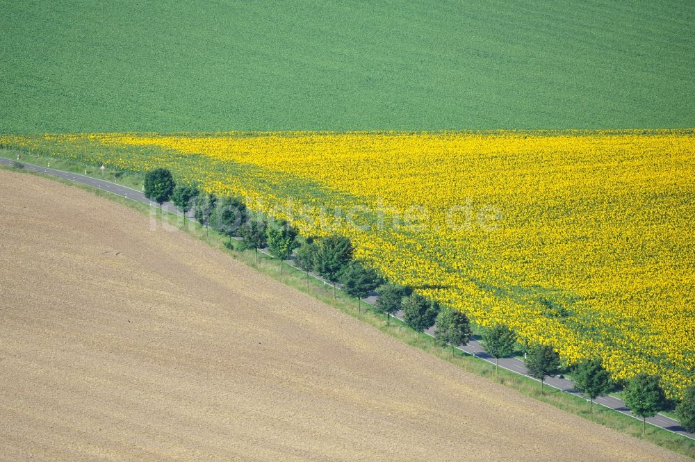 Luftbild Hirschroda - Feldlandschaft mit Sonnenblumenfeld bei Hirschroda im Bundesland Sachsen-Anhalt.