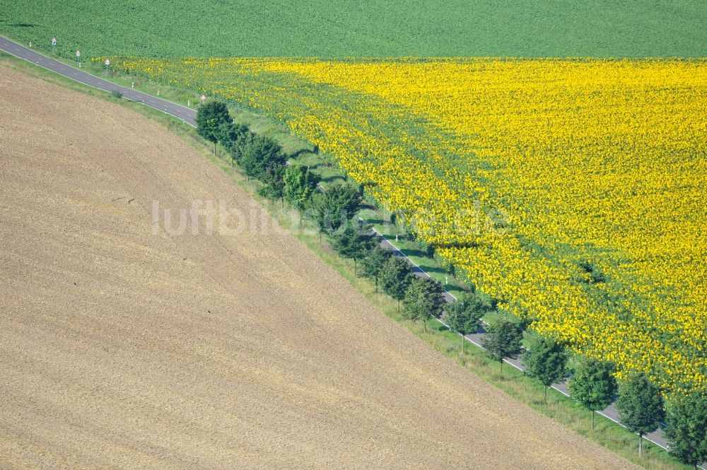 Luftaufnahme Hirschroda - Feldlandschaft mit Sonnenblumenfeld bei Hirschroda im Bundesland Sachsen-Anhalt.