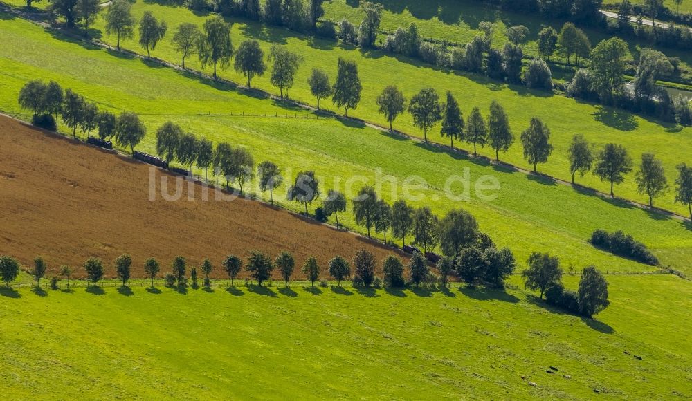 Luftaufnahme Schmallenberg - Feldlandschaft und Wiesen mit Baumreihen bei Schmallenberg in Nordrhein-Westfalen