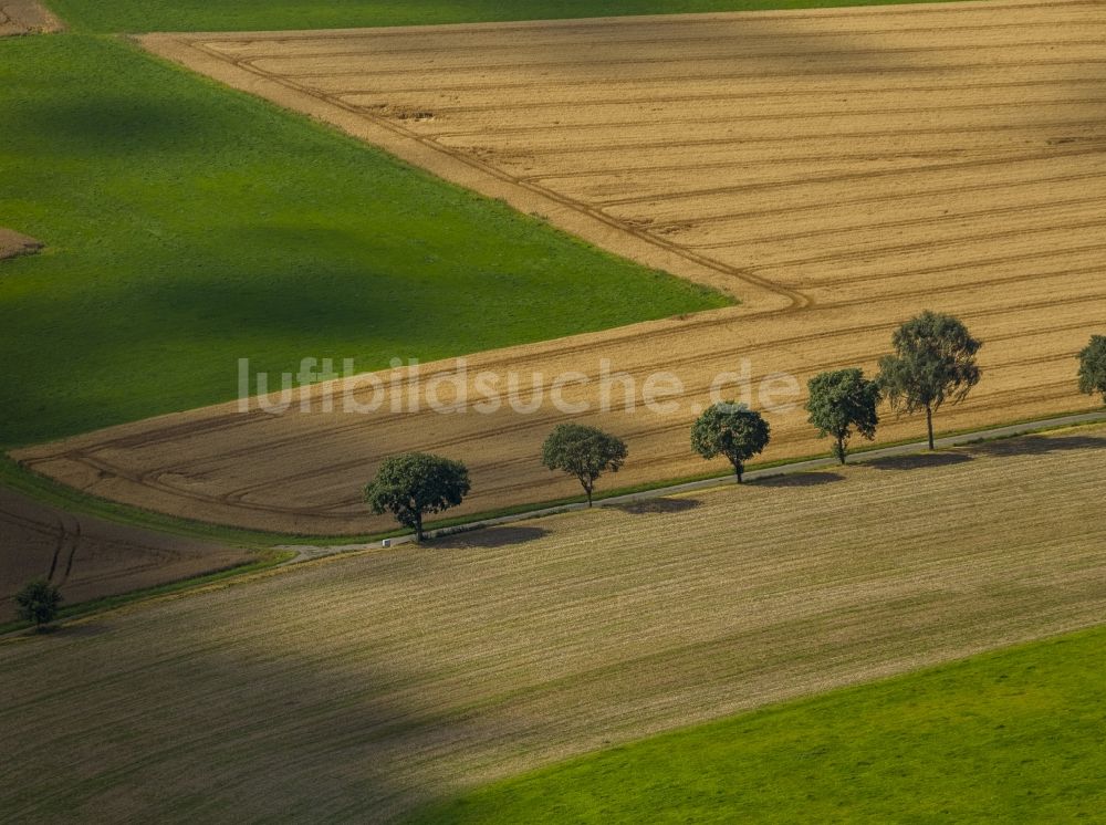 Schmallenberg von oben - Feldlandschaft und Wiesen mit Baumreihen bei Schmallenberg in Nordrhein-Westfalen