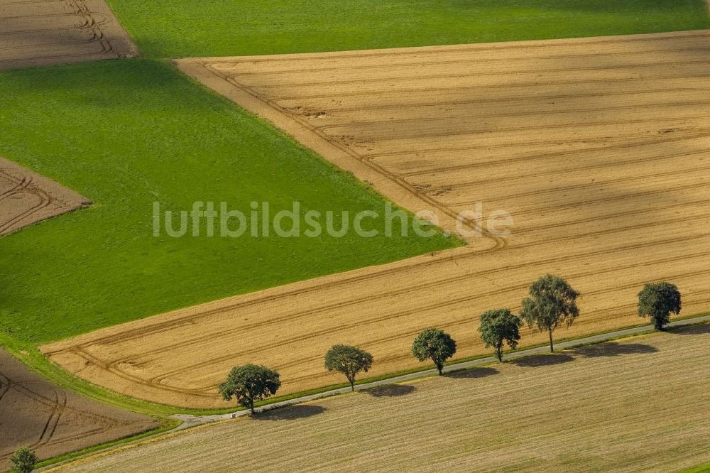 Schmallenberg aus der Vogelperspektive: Feldlandschaft und Wiesen mit Baumreihen bei Schmallenberg in Nordrhein-Westfalen