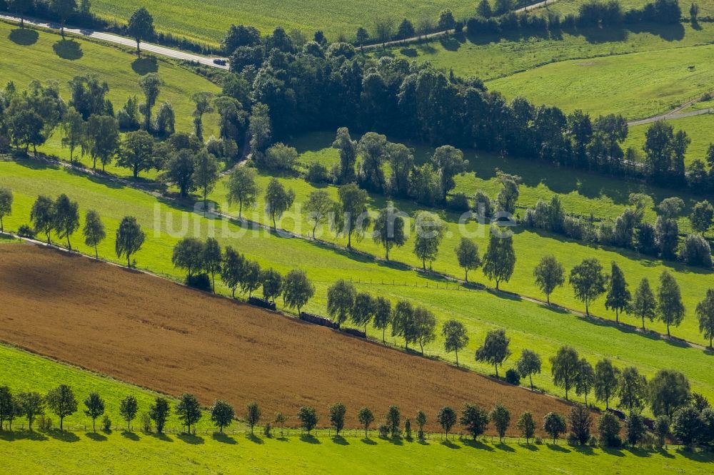 Luftbild Schmallenberg - Feldlandschaft und Wiesen mit Baumreihen bei Schmallenberg in Nordrhein-Westfalen