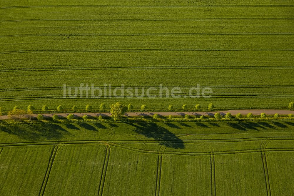 Luftbild Groß Roge - Feldreihe an einer Landstraße bei Groß Roge im Bundesland Mecklenburg-Vorpommern