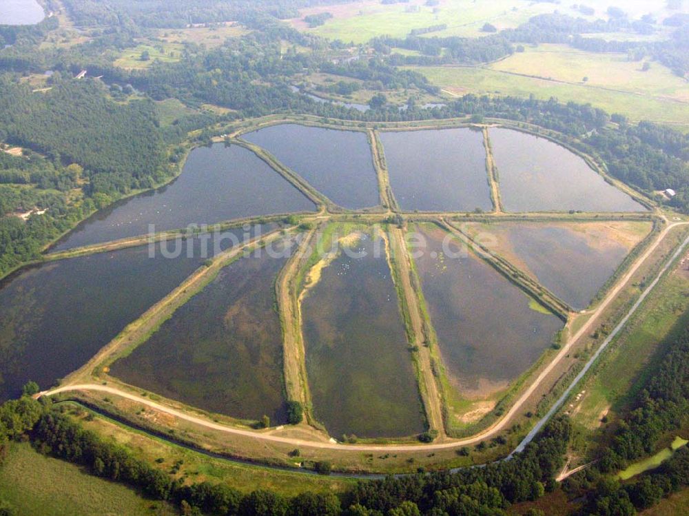 Luftbild Lübben (Brandenburg) - Fischteiche Lubolz bei Lübben