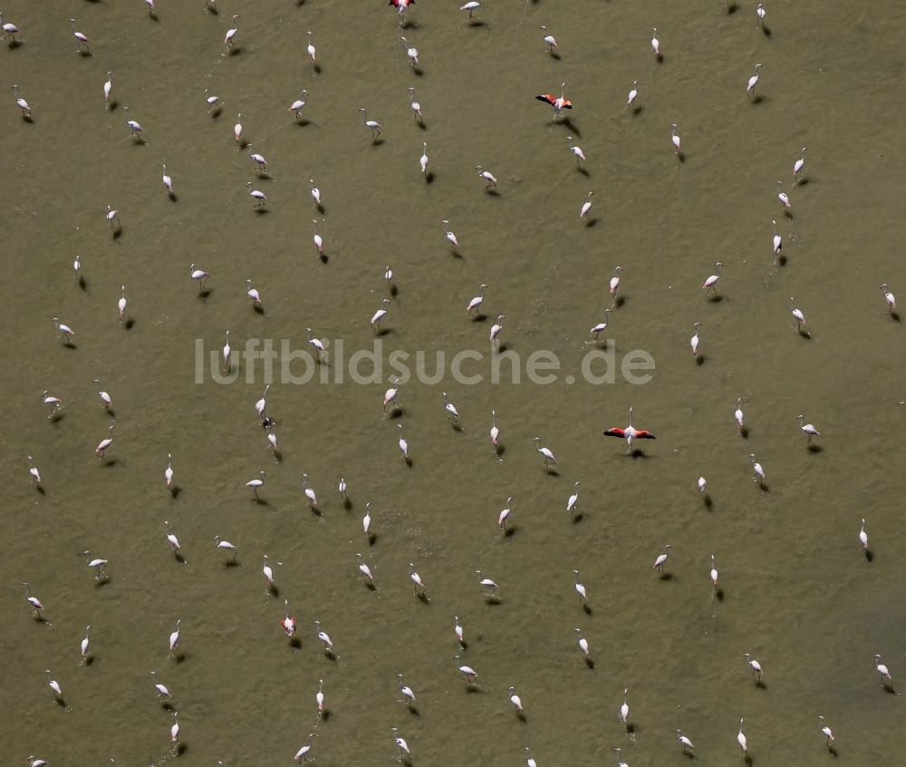 Luftbild Saintes-Maries-de-la-Mer - Flamingos auf der Rhone- Mündung der Camargue in Saintes-Maries-de-la-Mer in Frankreich