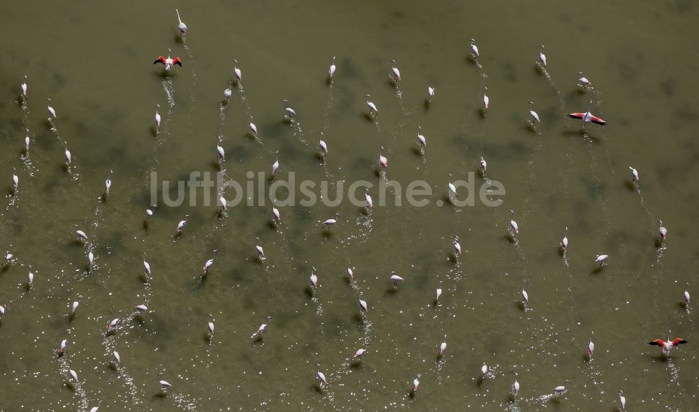 Luftaufnahme Saintes-Maries-de-la-Mer - Flamingos auf der Rhone- Mündung der Camargue in Saintes-Maries-de-la-Mer in Frankreich