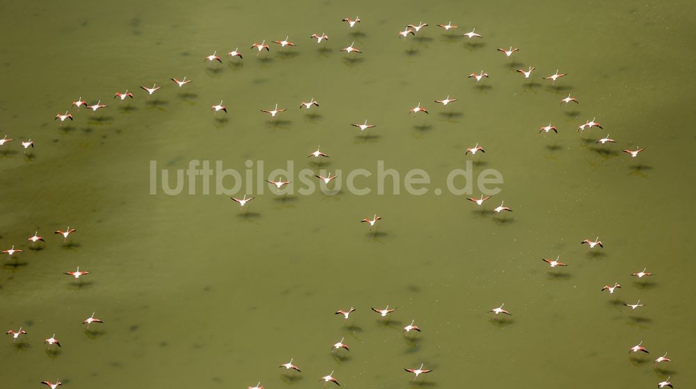 Luftaufnahme Saintes-Maries-de-la-Mer - Flamingos auf der Rhone- Mündung der Camargue in Saintes-Maries-de-la-Mer in Frankreich