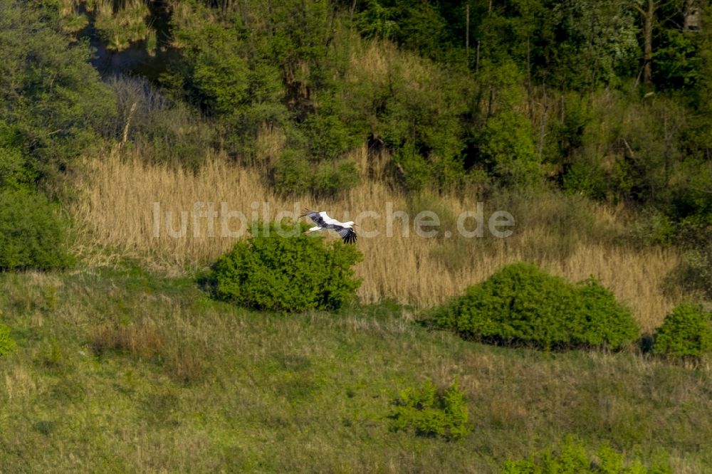 Luftbild Datteln - Fliegender Jungstorch über einem Feld bei Datteln im Bundesland Nordrhein-Westfalen NRW