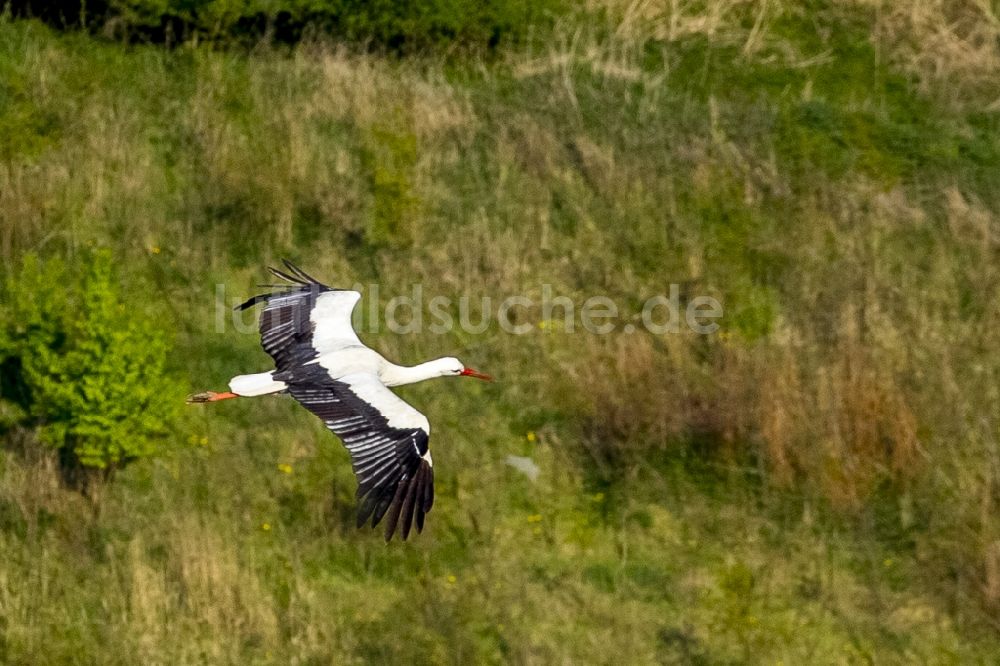 Luftaufnahme Datteln - Fliegender Jungstorch über einem Feld bei Datteln im Bundesland Nordrhein-Westfalen NRW