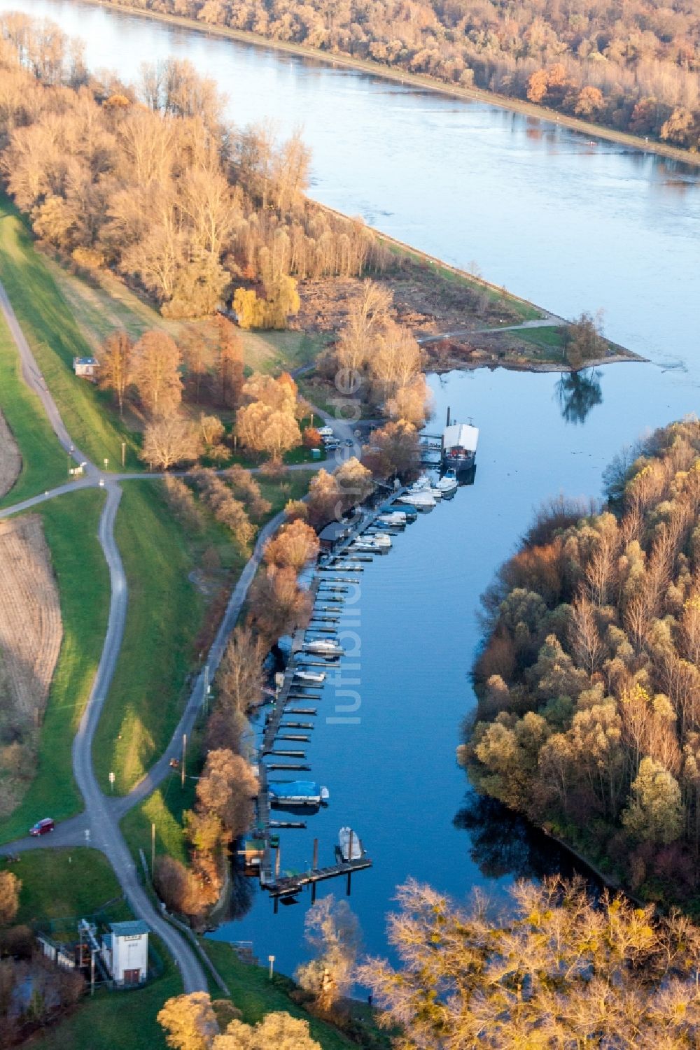 Neuburg am Rhein aus der Vogelperspektive: Fluß- Mündung der Lauter in den Rhein in Neuburg am Rhein im Bundesland Rheinland-Pfalz, Deutschland