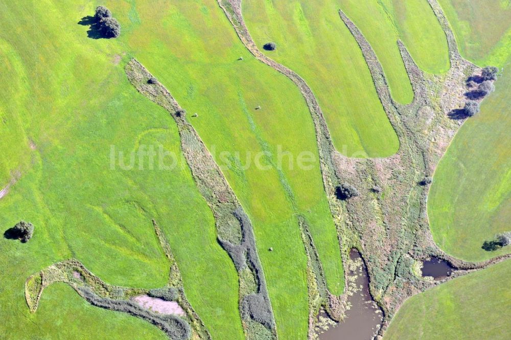 Wittenberg aus der Vogelperspektive: Flutungswiesen der Elbe in Lutherstadt Wittenberg im Bundesland Sachsen-Anhalt