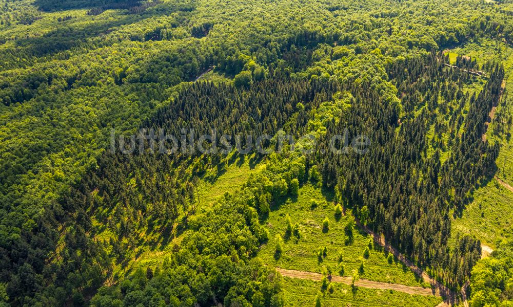 Bad Driburg aus der Vogelperspektive: Forstgebiete in einem Waldgebiet in Bad Driburg im Bundesland Nordrhein-Westfalen, Deutschland