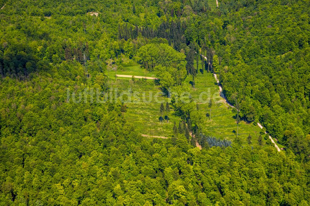 Bad Driburg von oben - Forstgebiete in einem Waldgebiet in Bad Driburg im Bundesland Nordrhein-Westfalen, Deutschland