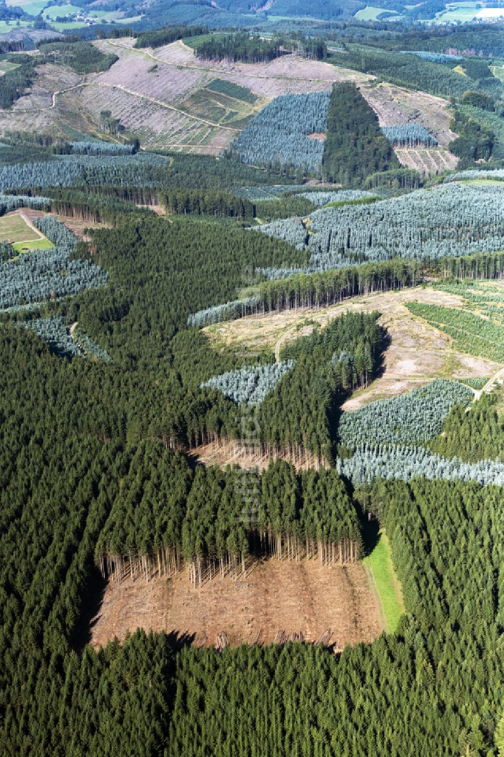 Sundern (Sauerland) aus der Vogelperspektive: Forstgebiete in einem Waldgebiet in Sundern (Sauerland) im Bundesland Nordrhein-Westfalen, Deutschland