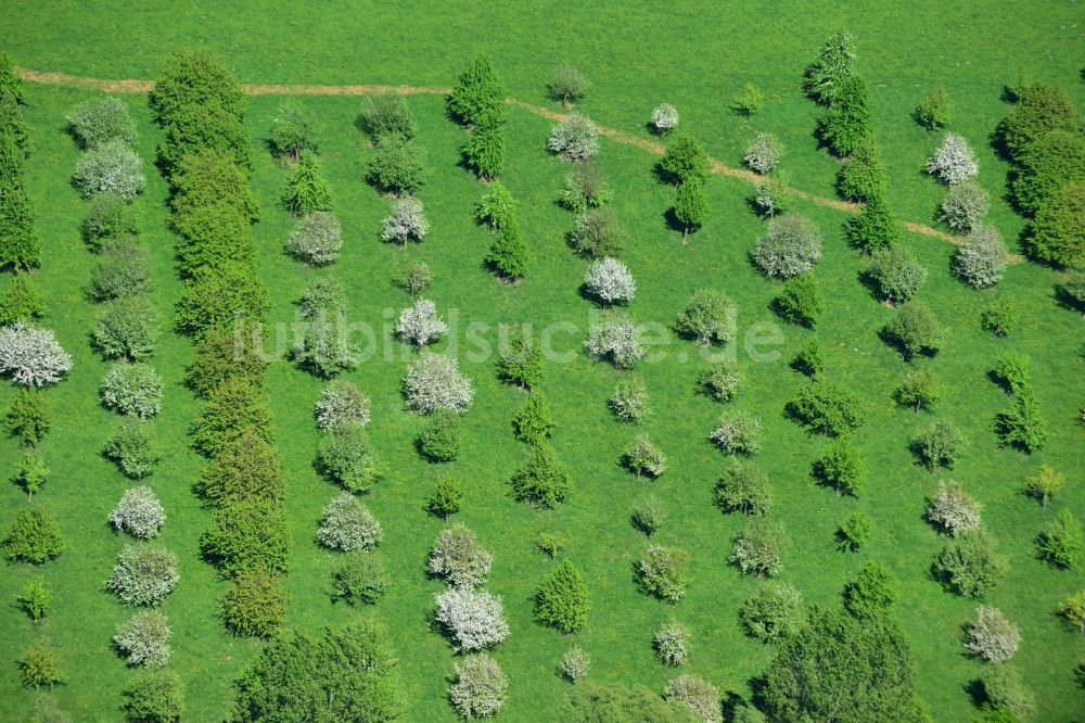 Luftbild Lenzen - Frühjahrs- Landschaft von Feld- Strukturen mit Baum - Reihen bei Lenzen in der Prignitz im Bundesland Brandenburg