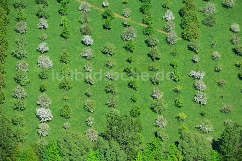 Luftaufnahme Lenzen - Frühjahrs- Landschaft von Feld- Strukturen mit Baum - Reihen bei Lenzen in der Prignitz im Bundesland Brandenburg