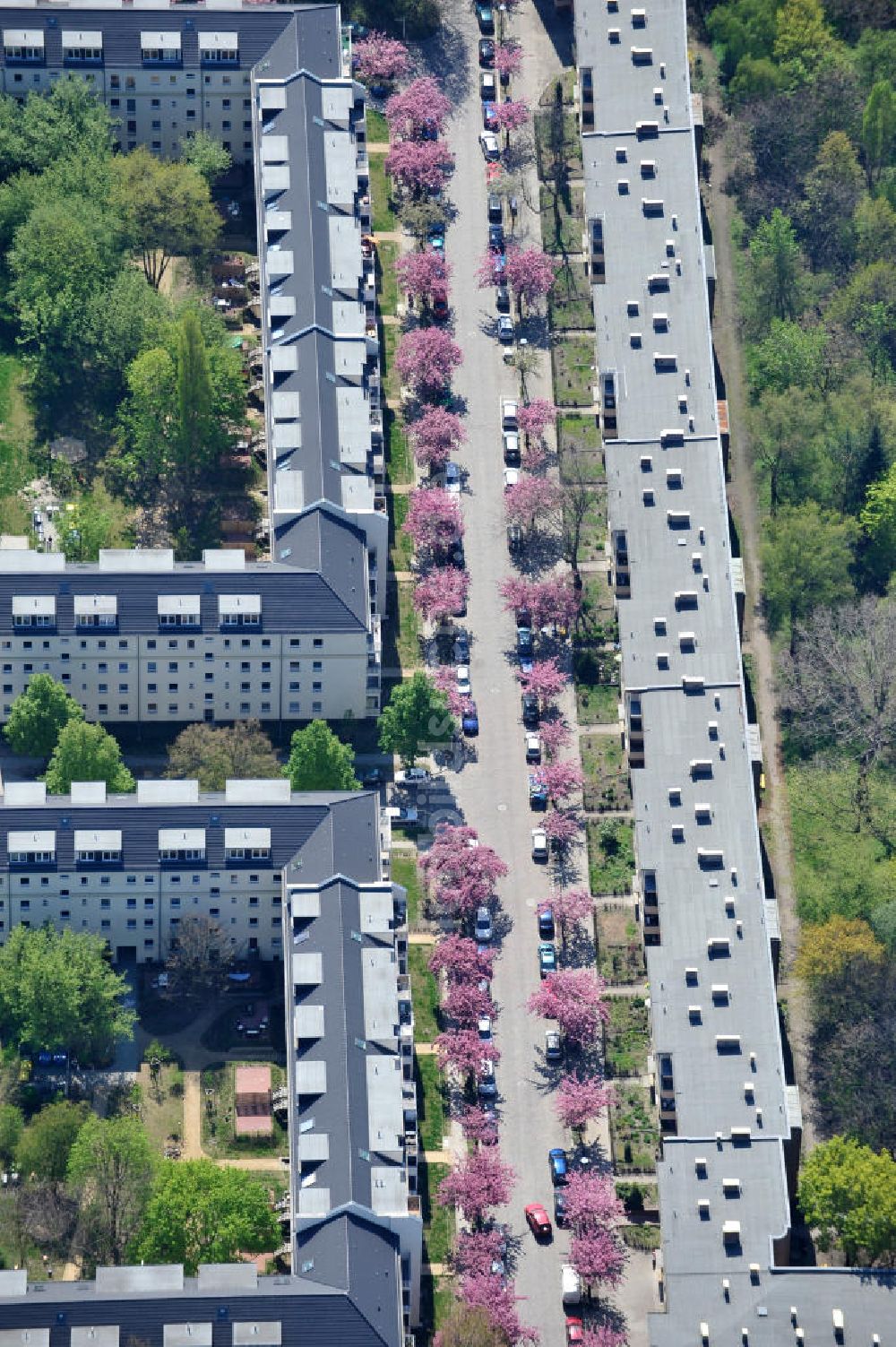 Luftbild Berlin-Lichtenberg - Frühjahrsblüten- Baumallee in Berlin-Lichtenberg