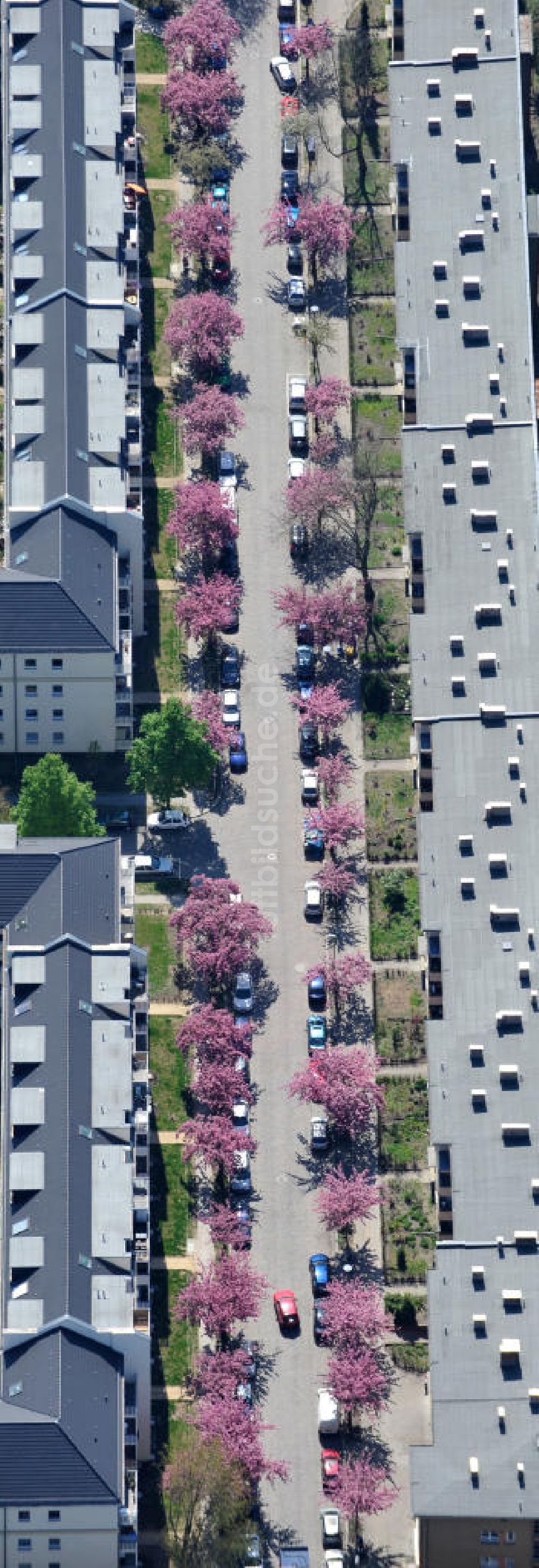 Luftaufnahme Berlin-Lichtenberg - Frühjahrsblüten- Baumallee in Berlin-Lichtenberg