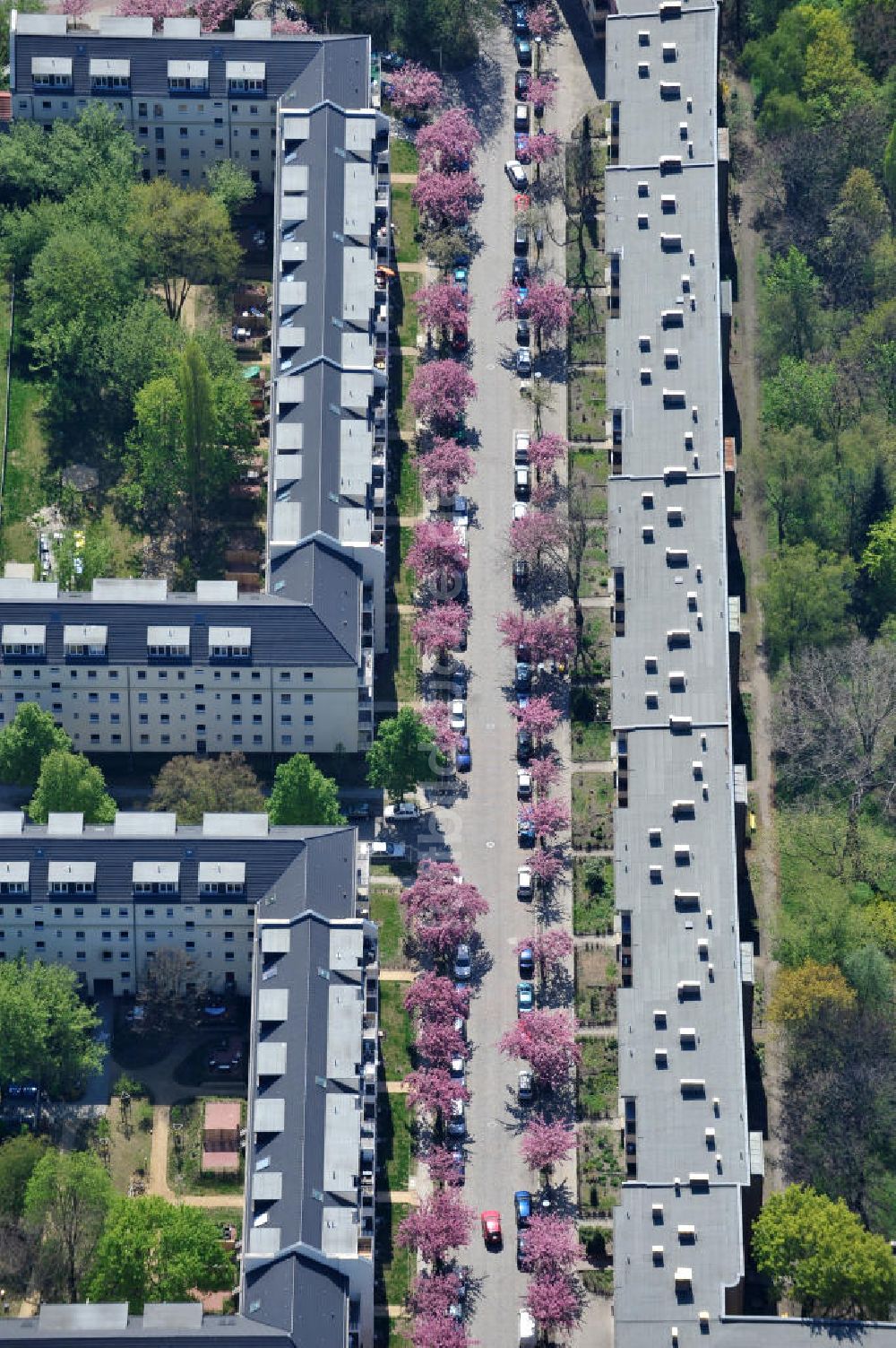 Berlin-Lichtenberg von oben - Frühjahrsblüten- Baumallee in Berlin-Lichtenberg