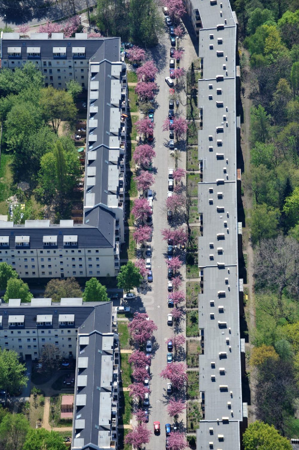 Berlin-Lichtenberg aus der Vogelperspektive: Frühjahrsblüten- Baumallee in Berlin-Lichtenberg