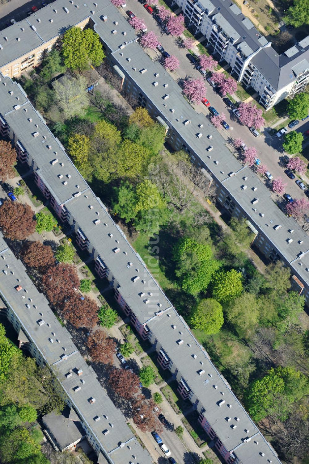 Luftbild Berlin-Lichtenberg - Frühjahrsblüten- Baumallee in Berlin-Lichtenberg