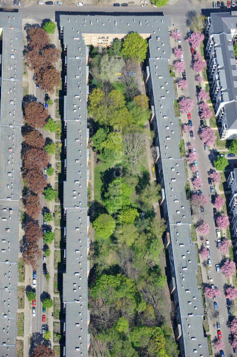 Berlin-Lichtenberg aus der Vogelperspektive: Frühjahrsblüten- Baumallee in Berlin-Lichtenberg