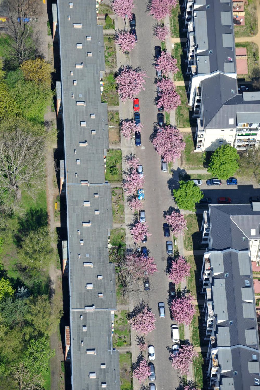 Luftbild Berlin-Lichtenberg - Frühjahrsblüten- Baumallee in Berlin-Lichtenberg