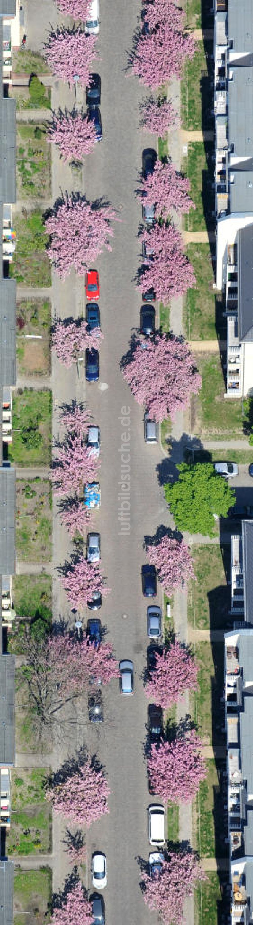 Luftaufnahme Berlin-Lichtenberg - Frühjahrsblüten- Baumallee in Berlin-Lichtenberg