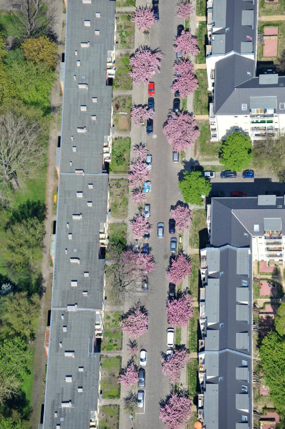 Berlin-Lichtenberg von oben - Frühjahrsblüten- Baumallee in Berlin-Lichtenberg