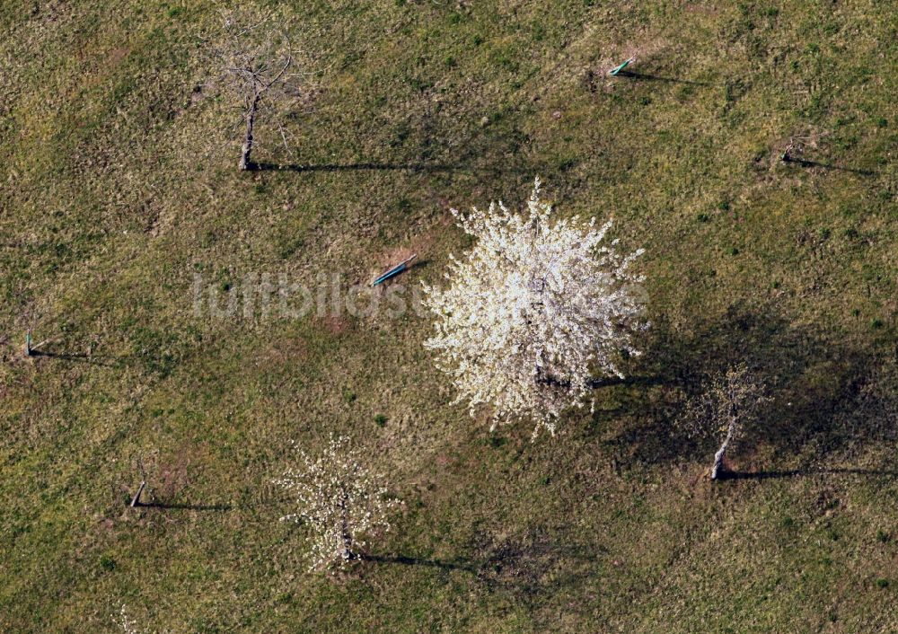 Luftaufnahme Döllstedt - Frühjahrslandschaft blühender Obstbäume bei Döllstedt in Thüringen